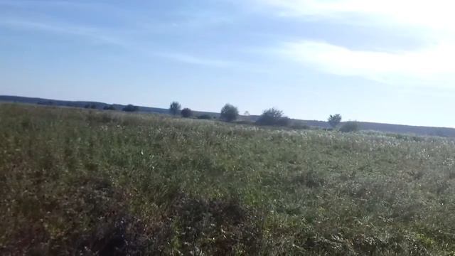 За перепелом с легавой. смотреть онлайн