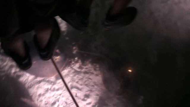 SHEDD AQUARIUM | CHICAGO, IL смотреть онлайн