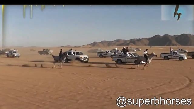 Superb Arabian Horse race смотреть онлайн