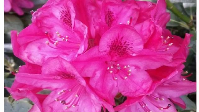 Rhododendron 'Nova Zembla' смотреть онлайн