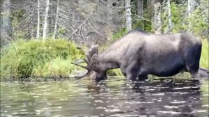 Экологический урок   Лось