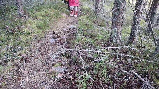 Жизнь в Швеции: Лес и рыбалка смотреть онлайн