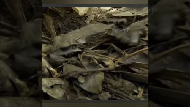 ВПЕРВЫЕ - ОН ЕЁ СОЖРАЛ смотреть онлайн