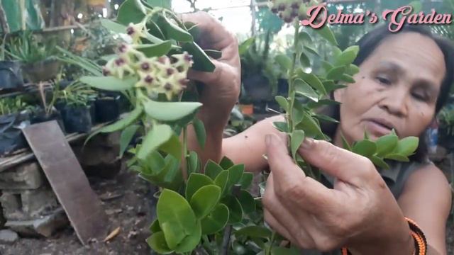 Horse Tail plant (Paano magparami) смотреть онлайн