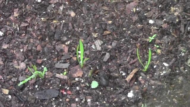 Garden, Hoop House And Chantecler Chicks
