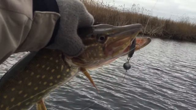 Рыбалка на щуку.2016 На речке Довгун. В эктримальных условиях! смотреть онлайн
