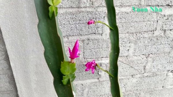 How to graft a giant Christmas cactus | Cactus grafting