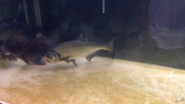 Hoplias Aimara eating 10" fish смотреть онлайн