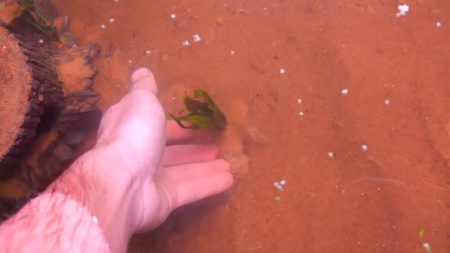 Raising The Rarest Fish in North America! смотреть онлайн