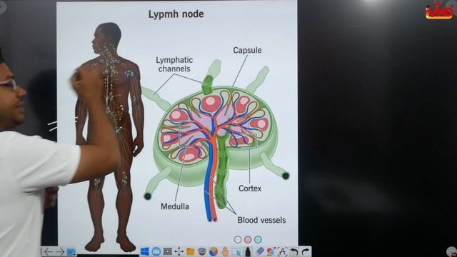 Spleen and Lymph node | Ch-6 | L-2 | Human anatomy and physiology | Lymphatic | D.Pharm first year смотреть онлайн