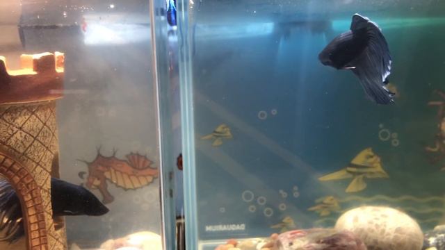 Попугай настоящая акула Betta смотреть онлайн