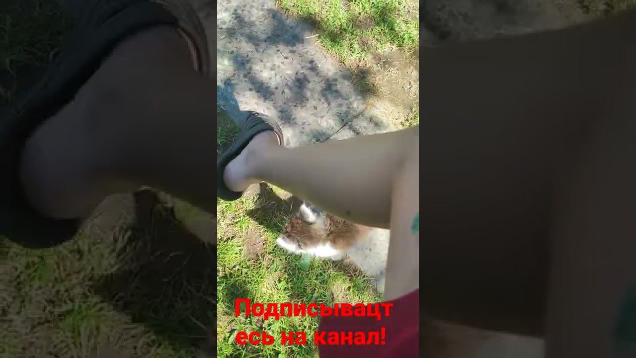 котëнок и игрушка нога! смотреть онлайн