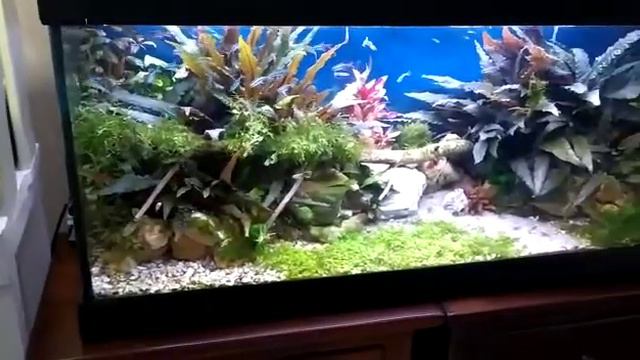 Scape coronavirus. Что можно сделать во время карантина🐠 смотреть онлайн