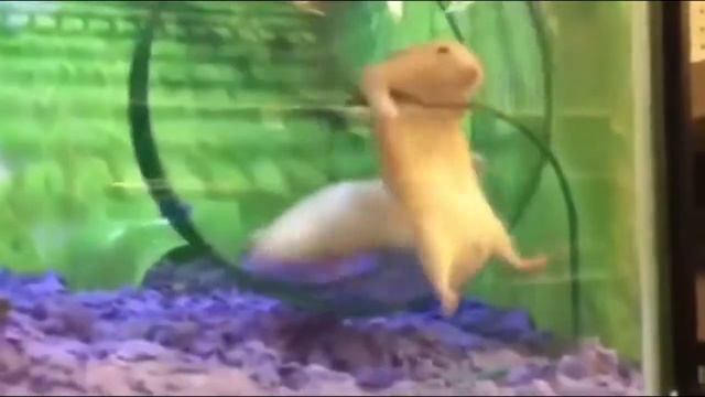 грызуны в колесе смотреть онлайн