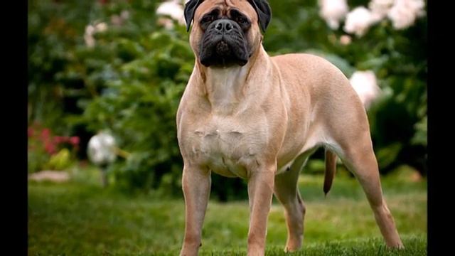 Bullmastiff vs Siberian Husky смотреть онлайн