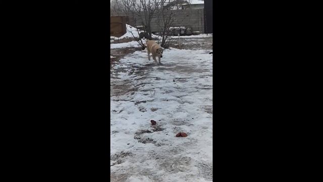 7 ойлик алабай смотреть онлайн
