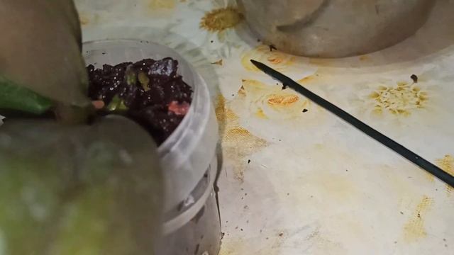 Новинка двойная радость. Орхидея Phalaenopsis сорт Golden Brick ( Голден Брик). Пересадка. смотреть онлайн