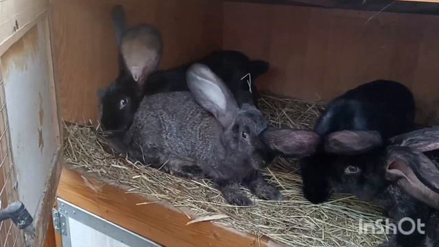 Новые клетки для фландров. хозяйство растет! #кролики #кроликивеликаны #фландр #ризен смотреть онлайн