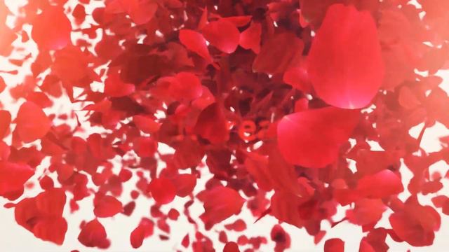 Tulipán FOXY FOXTROT - Florea.cz смотреть онлайн