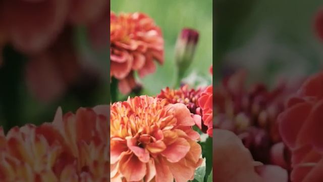 Бархатцы Клубничный блонд #бархатцы #цветы #садыроссии @SadyRossii смотреть онлайн