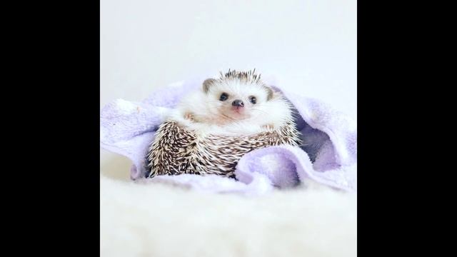 Как определить пол ежа?/Мальчик/Девочка