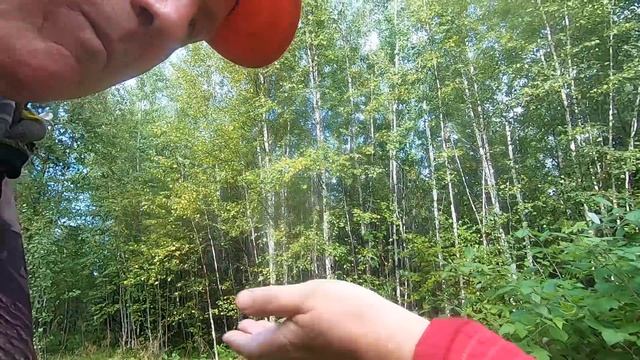 Домашний холодец, первые грибы смотреть онлайн