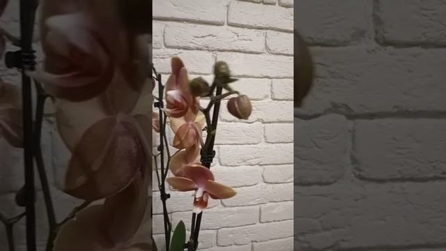 орхидея Брауни смотреть онлайн