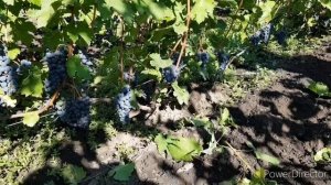 Обзор лучших технических сортов для домашнего виноделия.