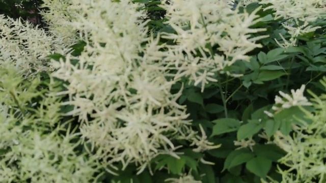 Уход за волжанкой обыкновенной