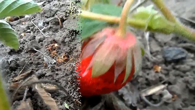 ЯГОДНЫЙ СЕЗОН ОТКРЫТ !   ПЕРВЫЕ ЯГОДЫ. ПОЕЗДКА ЗА ГОРОД ЛЕТО 2018 .