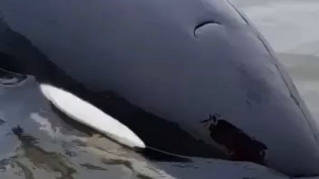 Спасение косатки, с мелководья в России. смотреть онлайн