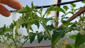 Когда нужно ПРИЩИПНУТЬ МАКУШКУ томата, как это делаю я.