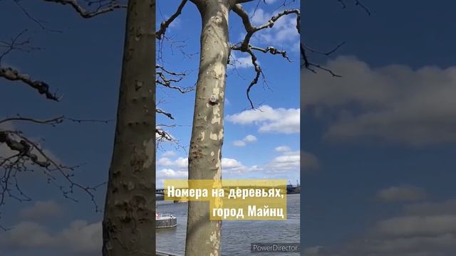 Номера на деревьях. Город Майнц, Германия. смотреть онлайн