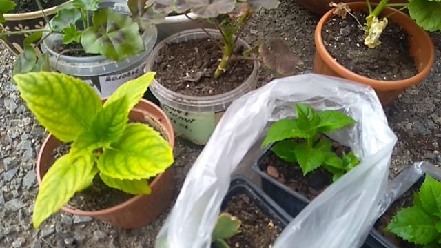 Крупнолистная гортензия. Восстановление после зимы.