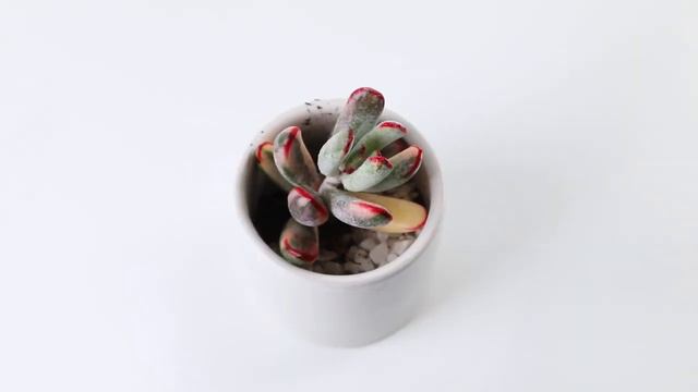 Dudu EC314 Colourful Rare Floweing Wholesale Aeonium Echeveria Natural Live Succulent смотреть онлайн