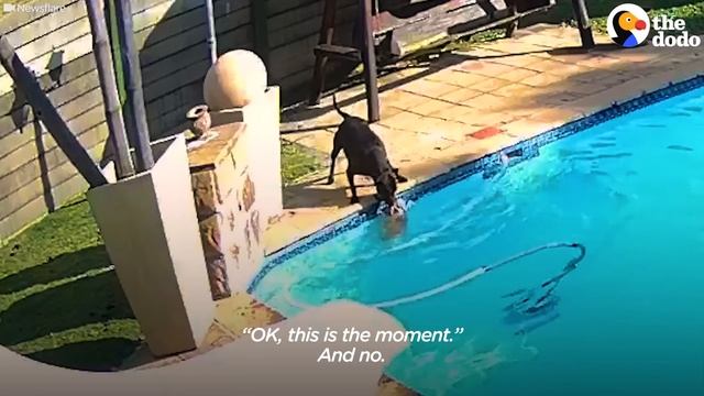 Hero Dog Saves His Tiny Best Friend From Drowning | The Dodo смотреть онлайн