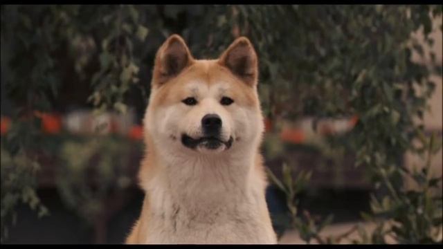 ХАТИКО ИСТОРИЯ ХАТИКО (ПРАВДА)