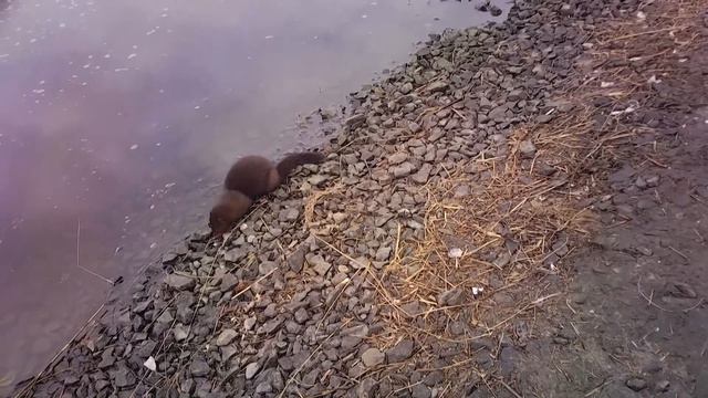 2017. Норка атакует. смотреть онлайн