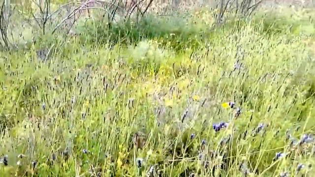 Plantas De Alhucema Flores