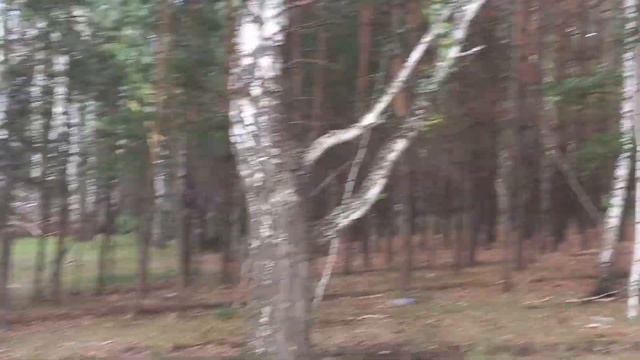 Берёзовая роща красота ляпота дивный лес смотреть онлайн