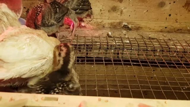 Содержание индюшат БИГ-6 и Бронза708 в брудере. смотреть онлайн