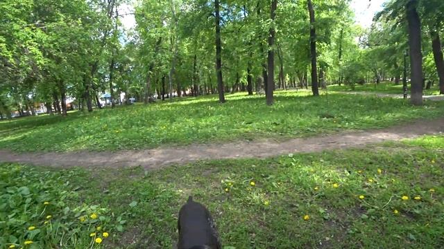Щенок дратхаара смотреть онлайн