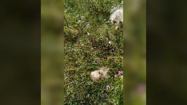 Энерго - Практика Присутствия. Здесь и сейчас. Момент. Единство всего и вся. Единение. Гармония . смотреть онлайн