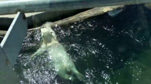 Охота на белого медведя в зоопарке! Это надо видеть!