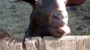 Ржачный козёл в деревне смешно треплет языком :)