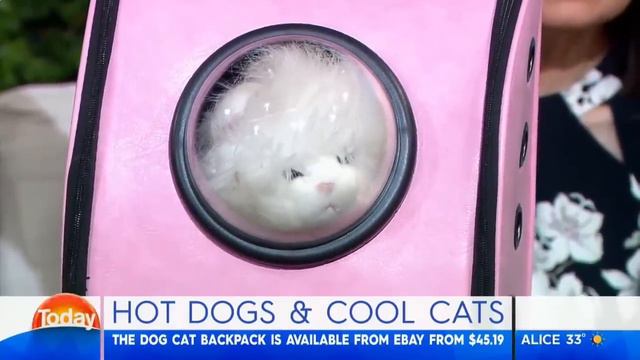 Rude looking 'Pet Toys' have reporters in stitches | TODAY Show смотреть онлайн