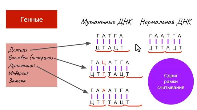 Мутации, что это такое? Виды мутаций