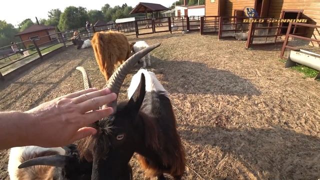 Парк птиц Воробьи Калужская область. Питомник попугаев. Зоопарк. Часть 4 смотреть онлайн