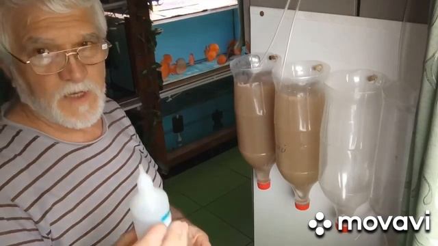 Тест-драйв наших цист артемии от известного заводчика дискусов из Апшеронска Евгения Величко смотреть онлайн