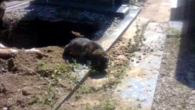 Все думали, что она просто хотела быть рядом с могилой хозяина, но когда присмотрелись, то ахнули смотреть онлайн